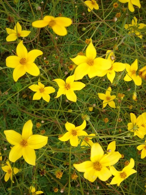 Bidens ferulifolia